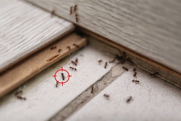 Best Emergency Pest Control  in Pasadena, CA