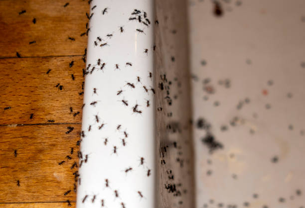 Best Pest Control for Homes  in Pasadena, CA
