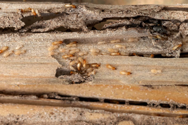 Best Affordable Pest Control Services  in Pasadena, CA