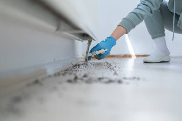 Best Flea Control Services  in Pasadena, CA